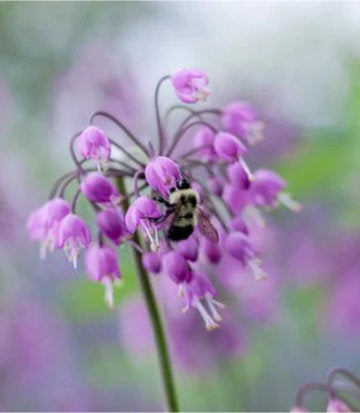 Allium cernuum (Wild Nodding Onion)