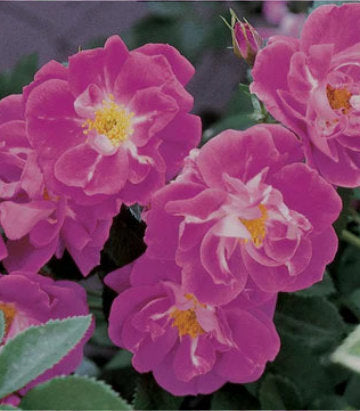 Rosa William Baffin (William Baffin Climbing Rose)