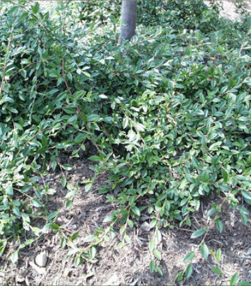 Cotoneaster sal. Repandens (Willowleaf Cotoneaster)