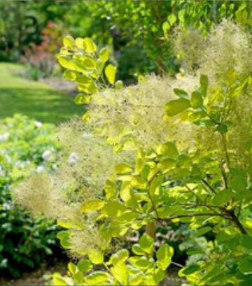 Cotinus coggygria Winecraft Gold® (Winecraft Gold® Smokebush)