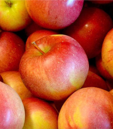 Malus 'Winesap' (Winesap Apple)