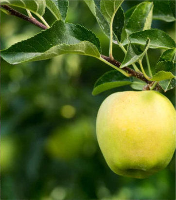 Malus 'Yellow Delicious' (Yellow Delicious Apple)
