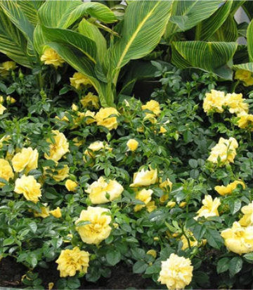 Rosa Flower Carpet- Yellow (Yellow Flower Carpet Rose)