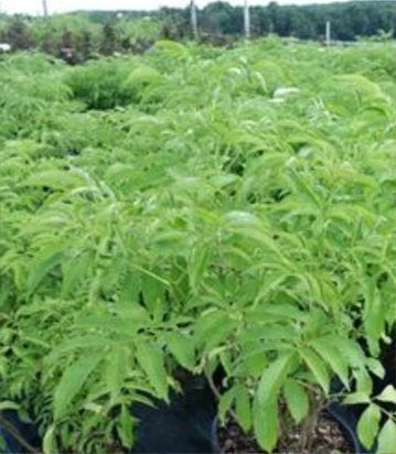 Sambucus canadensis York (York Elderberry)